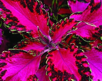 Pink Coleus - 20 seeds per pack - ART600