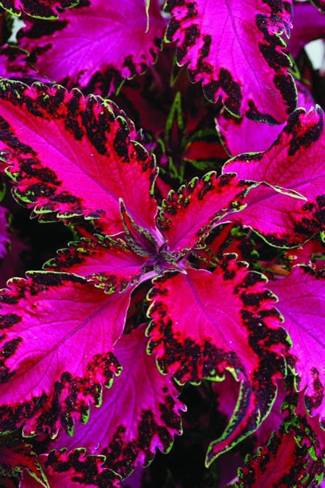 calathea rot grün Grosse Calathea Roseopicta main image 0