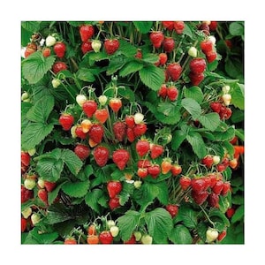 Könnte beinhalten: Nahaufnahme einer Erdbeerpflanze, die mit reifen, roten Erdbeeren beladen ist. Die Pflanze hat große, grüne Blätter und zahlreiche Beeren in verschiedenen Reifestadien, von grün bis tiefrot. Das Bild zeigt eine gesunde, blühende Erdbeerernte.