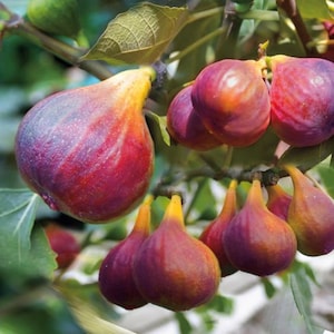 Può includere: Primo piano di un ramo di fico con fichi maturi. I fichi sono di un colore viola intenso con sfumature di rosso e giallo. I fichi pendono dal ramo e sono circondati da foglie verdi.