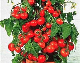 Mini tomates cerises en pot, couleur rouge - 150 graines - ART36