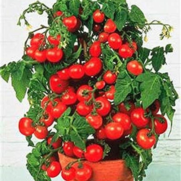 Mini tomates cerises en pot, couleur rouge - 150 graines - ART36
