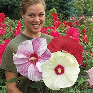 Grote planten Hibiscus Hibiscuszaden, hibiscusplant - 15 zaden.  ART685