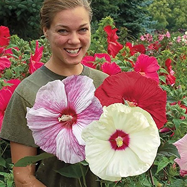 Große Pflanzen Hibiskus Hibiskus Samen, Hibiskus Pflanze - 20 Samen. ART685