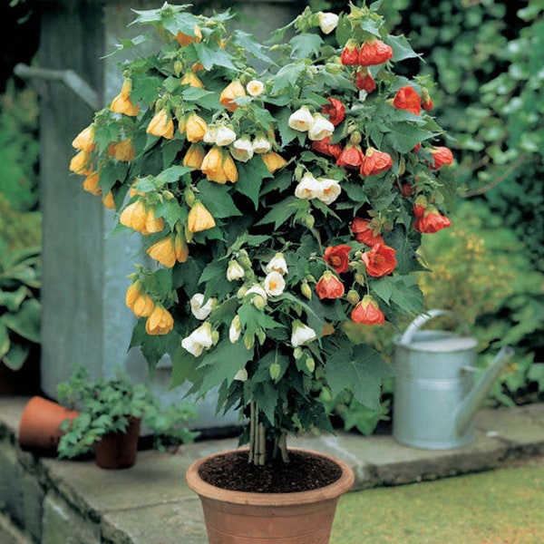 Abutilon mix color , 20 samen - ART698