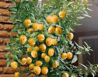 Pepinomeloenzaad, meloenpeer, zoete komkommer Exotisch fruit 10 zaden