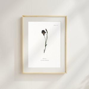 Puede incluir: Una impresión botánica enmarcada de una flor seca con un solo tallo y una flor de color púrpura oscuro. La impresión se titula "Name me" y es de Sutton Stracke.