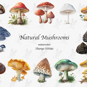 Champignon aquarelle Clipart, art de la forêt aquarelle, clipart Fantasy, champignons Bundle PNG, champignon de la Nature, téléchargement immédiat, utilisation commerciale
