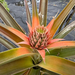 Puede incluir: Primer plano de una planta de piña con fruto en desarrollo. La piña tiene una superficie espinosa y texturizada, rodeada de hojas largas, verdes y anaranjadas. Los bordes de las hojas son de color marrón rojizo.