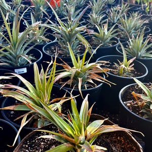 Puede incluir: Una colección de plantas de piña jóvenes en macetas de plástico negro. Cada planta presenta hojas largas y puntiagudas de color verde con puntas marrones que irradian desde una base central, con tierra oscura y etiquetas blancas visibles.