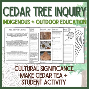 May include: A printable worksheet for students to learn about cedar trees. The worksheet includes information about the types of cedar trees, their cultural significance, and how to make cedar tea. The worksheet is titled "Cedar Tree Inquiry: Indigenous + Outdoor Education".
