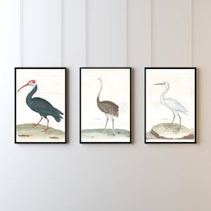 Long Neck Bird Gallery Art | Set of 3 | Printable Art | Digital Download