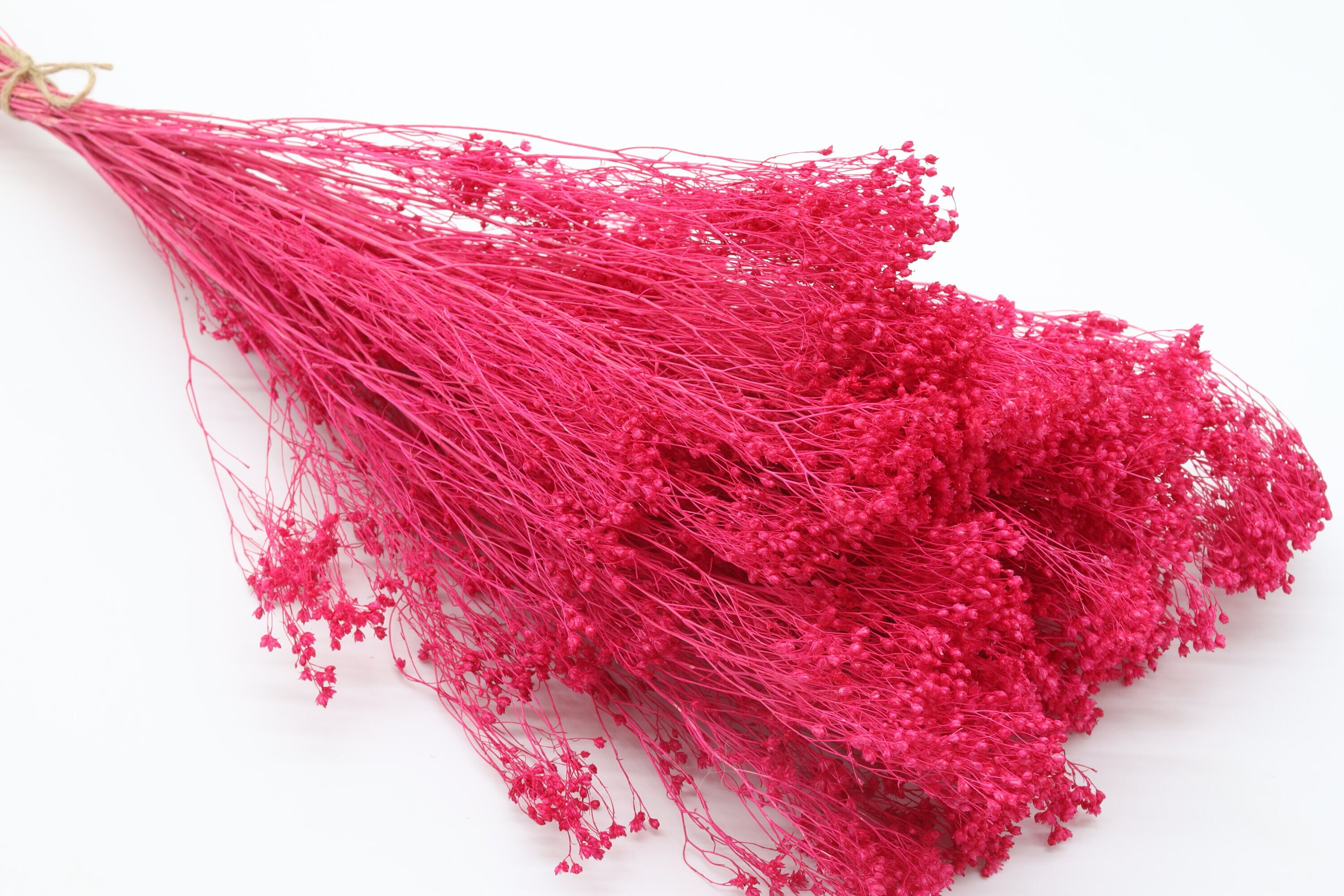 Bright Pink Bloom Broom Bunch Bloom Broom Flower Small Etsy