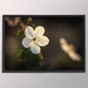 Wildflower Home Decor | Nature Themed Wall Art | Flower Photography Print