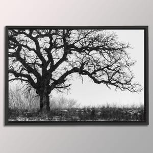 Black and White Tree Art Print: Iowa Landscape