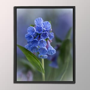 Blue Bell Flower Photo Print: Iowa Spring Home Decor