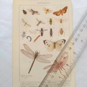Könnte beinhalten: Vintage entomologische Illustration mit detaillierten Darstellungen verschiedener Insekten, darunter Schmetterlinge und Libellen. Der Druck hat einen cremefarbenen Hintergrund mit dem Wort "ENTOMOLOGY" oben. Ein Lineal liegt diagonal über dem Bild.