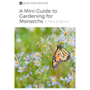 A Mini-Guide to Gardening for Monarchs, in New England