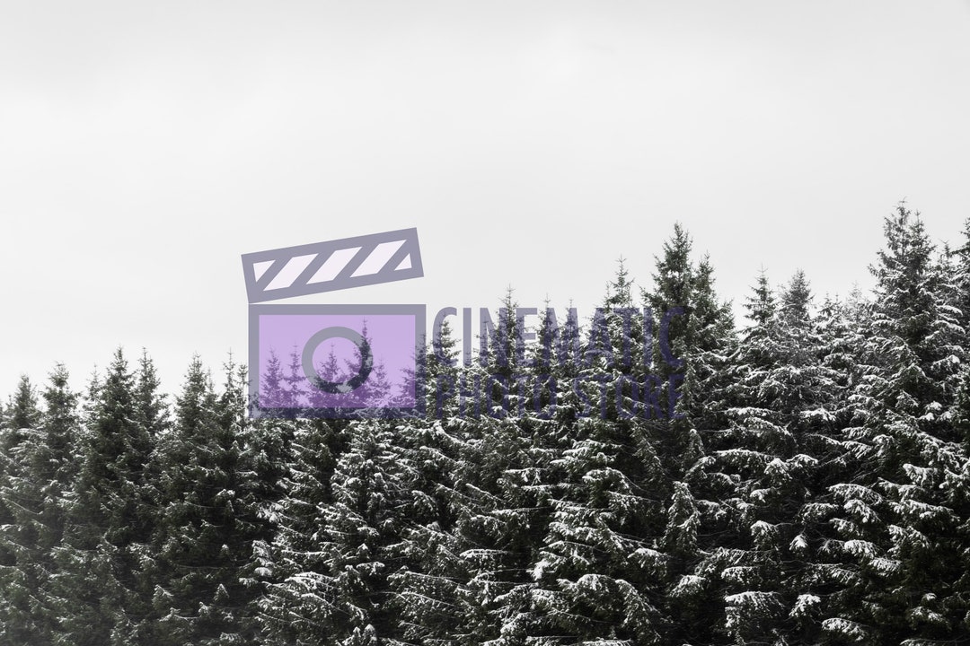 The Art of Order: Pine Tree Photography digital - Etsy