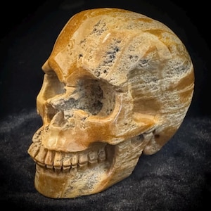 3.5” Petrified Wood Skull Carving