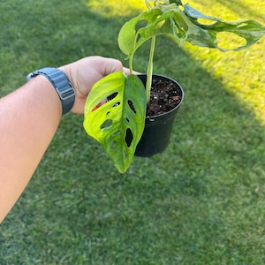 Monstera Adansonii Aurea variegada / Planta de queso suizo (maceta de 4 pulgadas)