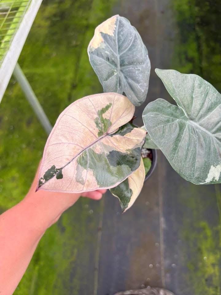 Alocasia yucatan princess - Etsy 日本