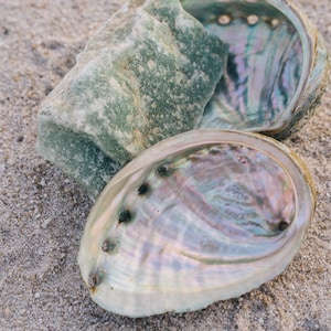 Natural Abalone Shell – Incense Holder, Ritual & Altar | 2.5 to 3.5 Inches | Spiritual Practices and Tools | Perfect for Smudging
