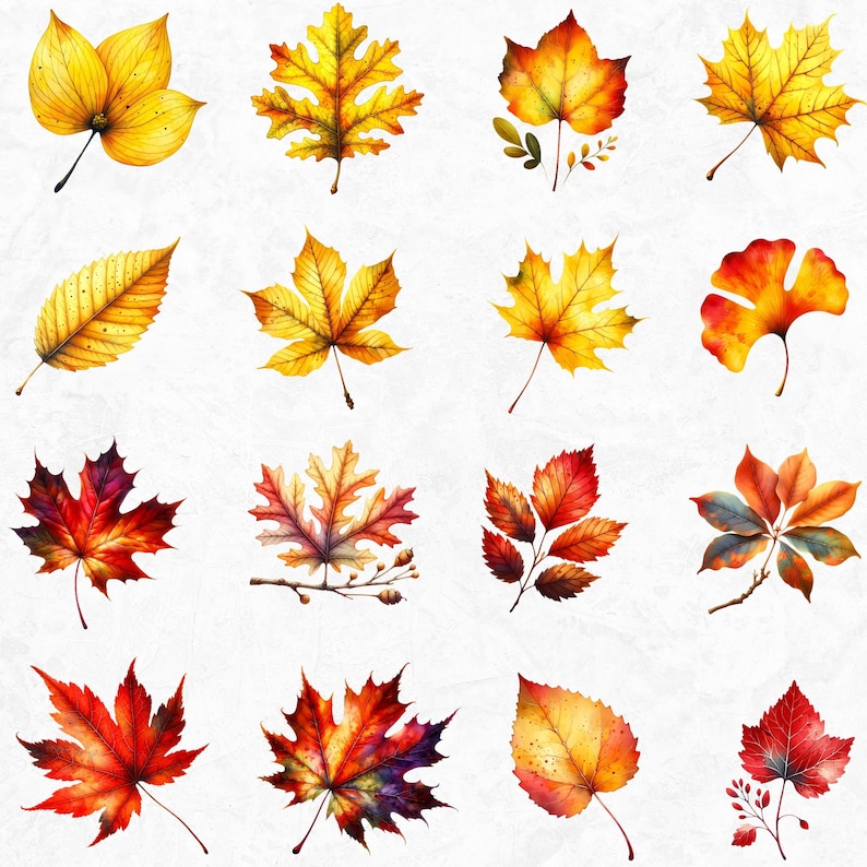 Autumn Leaves Clipart Set: Watercolor Fall PNG Graphics (digital ...
