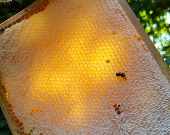 Bester Honig - aus dem Deister