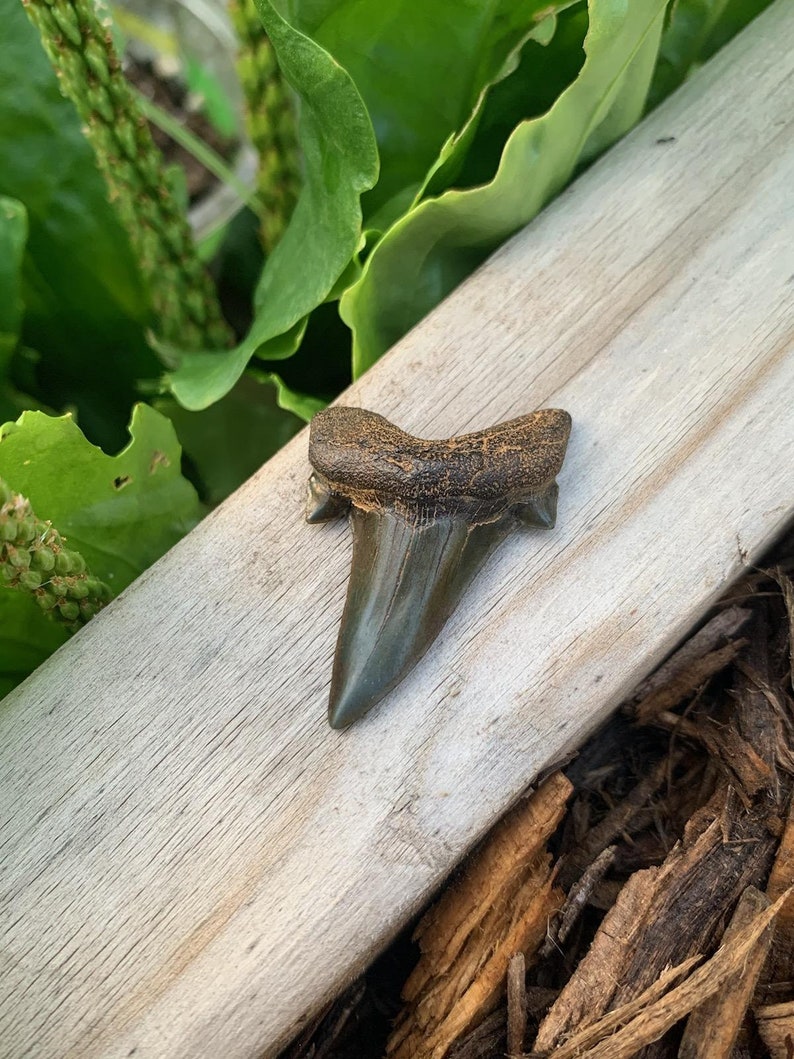 Otodus Obliquus Shark Tooth/extinct Mackerel Shark/paleocene/maryland