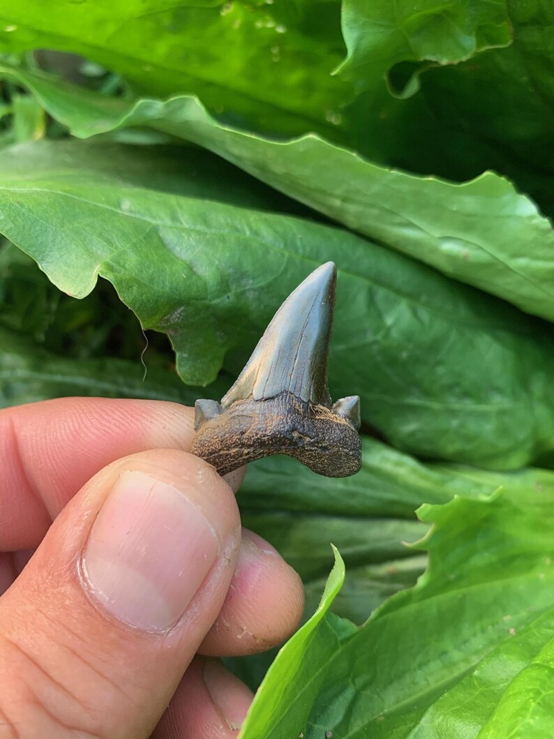 Otodus Obliquus Shark Tooth/extinct Mackerel Shark/paleocene/maryland