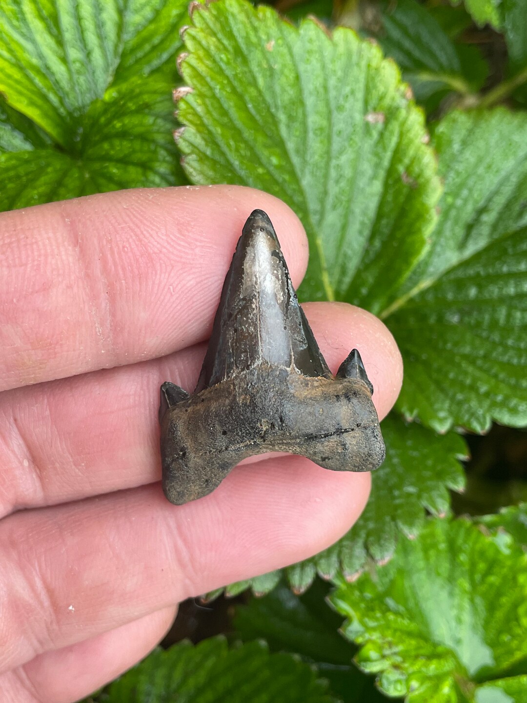 Large Otodus Obliquus Shark Tooth/maryland Paleocene Apex Predator ...