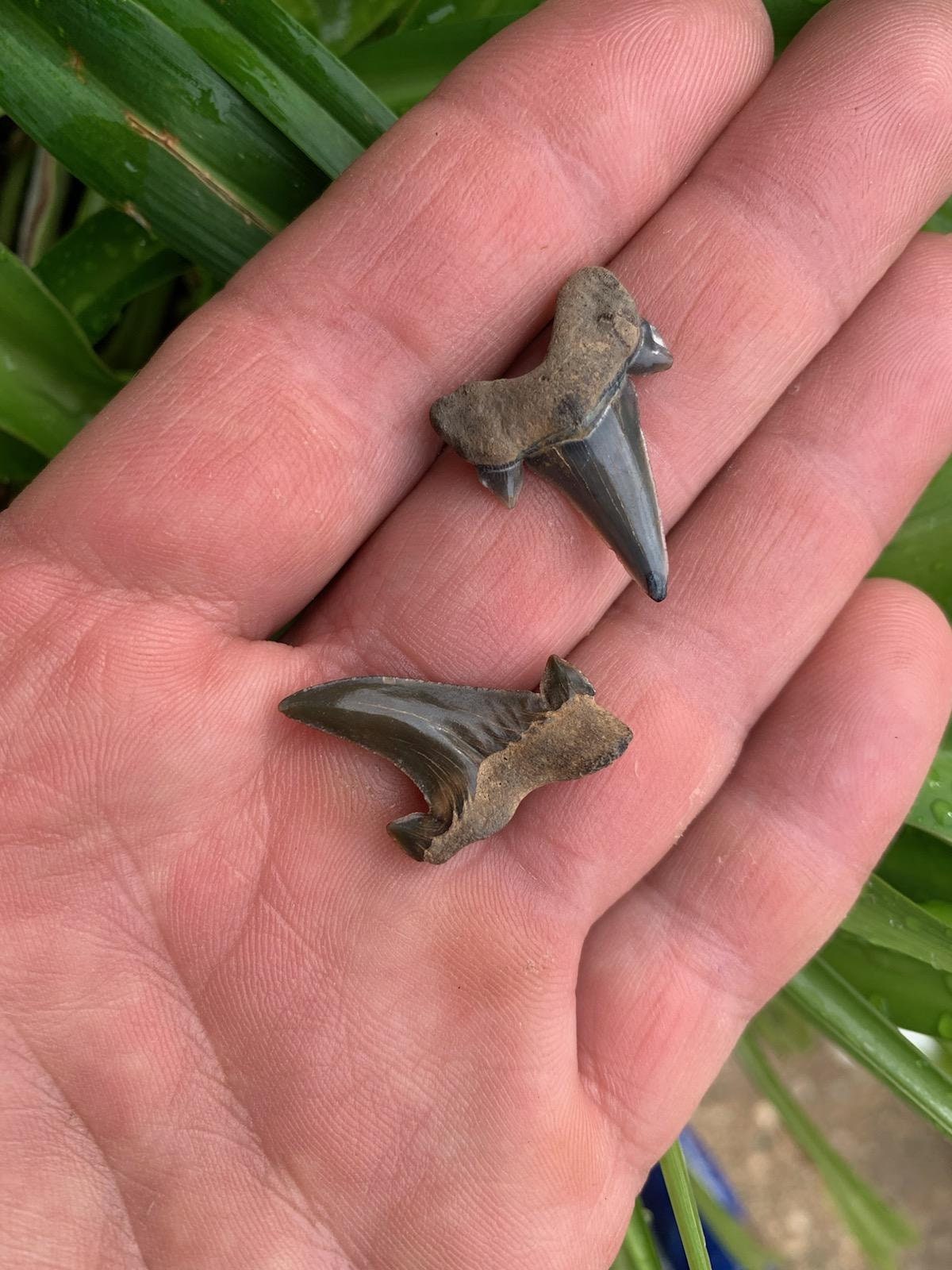 Otodus Obliquis /mackerel Shark Teeth /maryland Fossils/paleocene