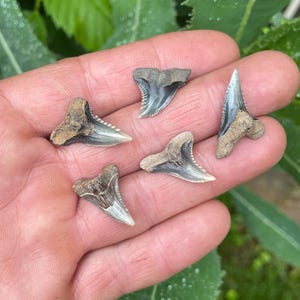 Hemipristis Serra/Set of 5/Fossil Shark Teeth/Calvert Cliffs Maryland