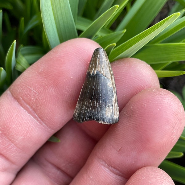 Fossil Crocodile Tooth/Apex Predator-Marine Fossils/Calvert Cliffs Maryland