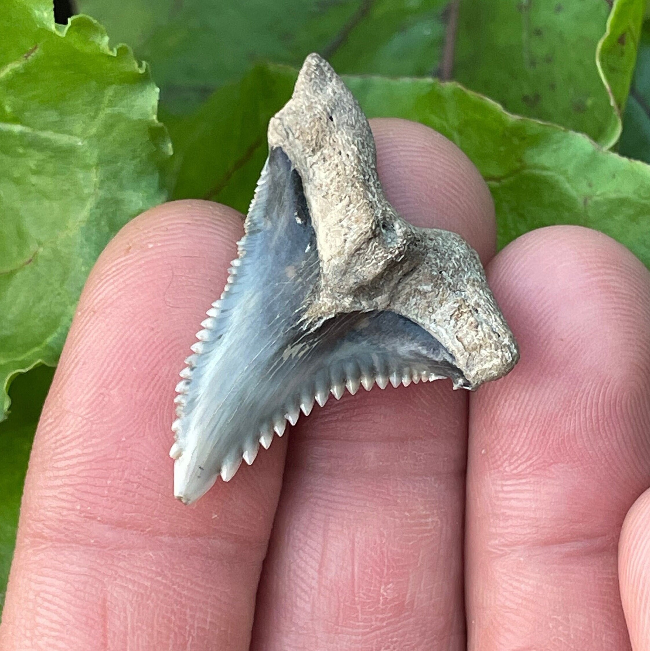 Hemipristis serra