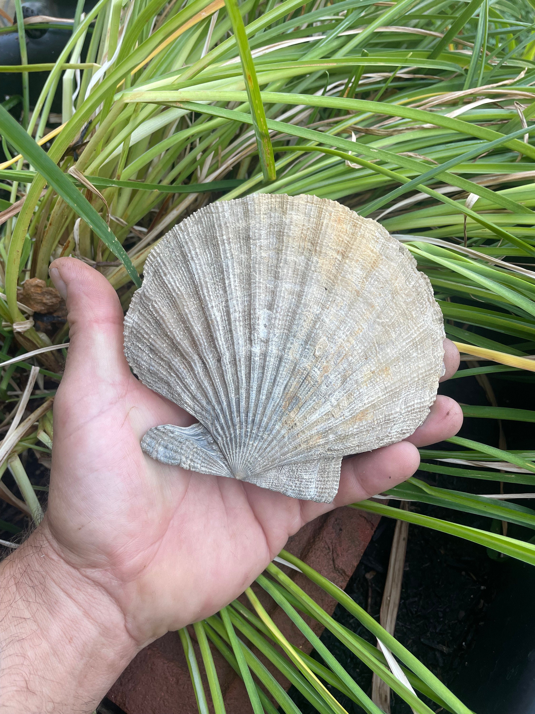 Öffenオッフェンscallop pattern 39 QGD252.jpg