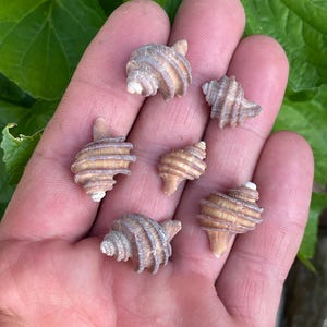 May include: Five small, spiraled seashells with distinct ridges and a tan, brownish color. Each shell features a pointed apex and a textured, ribbed surface, arranged in a cluster to display their natural, intricate, and organic spiral patterns.