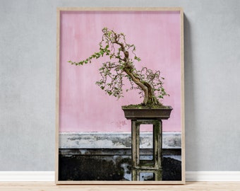 Bonsai tree in front of pink wall art large framed photo, gift for birthday, housewarming, new business, prosperity, in Hue Vietnam Pagoda