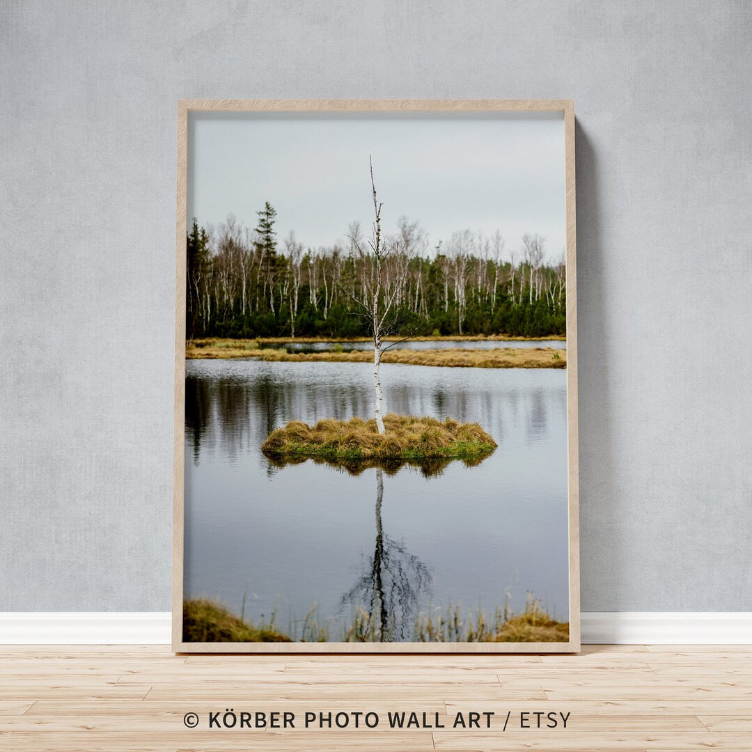 Floating Birch Tree Framed Photo, Reflections in High Moor Lake Wall ...