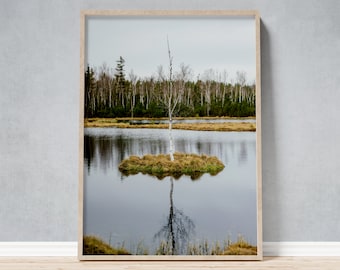 Floating Birch Tree Framed Photo, Reflections in High Moor Lake Wall Art, Czech Bohemian Forest Sumava Landscape Photography Decor