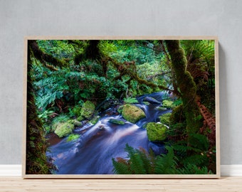 Framed Photo of a Jungle Stream in New Zealand, Gift or Souvenir for Travellers, for Living Rooms, Bedrooms and Home Offices