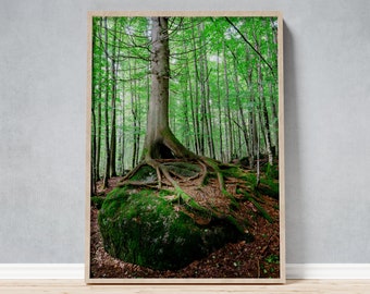 Framed Photo of an Old Tree in the Bavarian Forest, Gift for Nature Lovers, Metaphor for Growth and Endurance in Meeting and Team Rooms