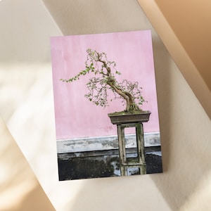 Bonsai-Baum Postkarten (10er-Pack), Original Foto aus Vietnam, pinker Hintergrund, Symbol für Glück und Stärke, ideal für Neuanfänge