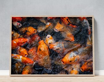Framed Photo Close-up of Koi Fish in a Pond in Vietnam, for a Calm Living Room, Birthday or Christmas Gift Idea for Nature Lovers, Zen Print
