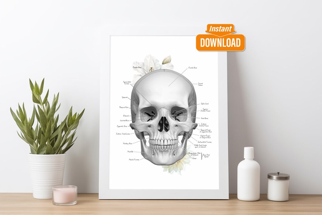 Human Skull Anatomy Art V3, Facial Bones, Facial Anatomy, Esthetician