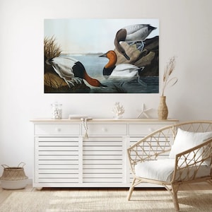 Giclée Fine Art Print; &quot;Canvas Backed Duck&quot; By John James Audubon; Fine Art Print; Giclée Print; Audubon Art Print; Bird Art Print