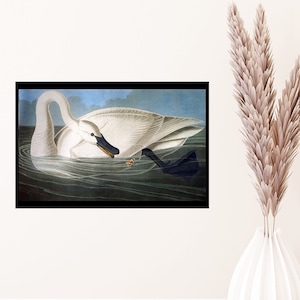 Giclée Fine Art Print; &quot;Trumpeter Swan&quot; By John James Audubon; Fine Art Print; Giclée Print; Audubon Art Print; Bird Art Print
