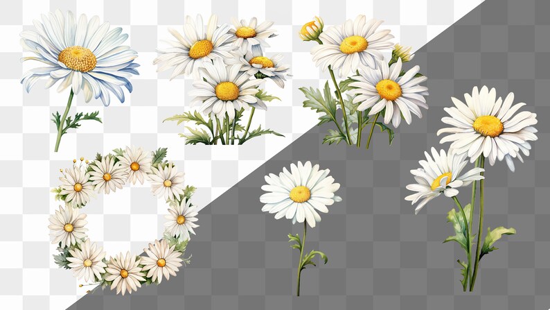 May include: A set of six watercolor illustrations of white daisies with yellow centers. The daisies are arranged in different ways, including a wreath, a single flower, and a bouquet.