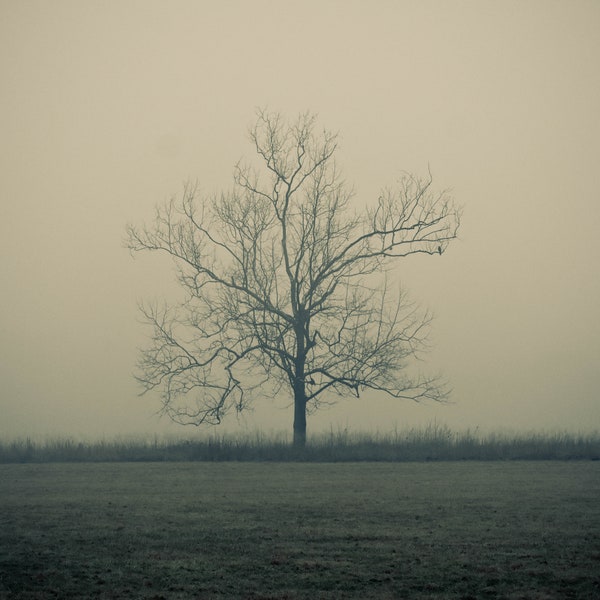 Lone Tree-Valley Forge National Park